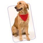 Colar Bandana Poliéster "Roco"